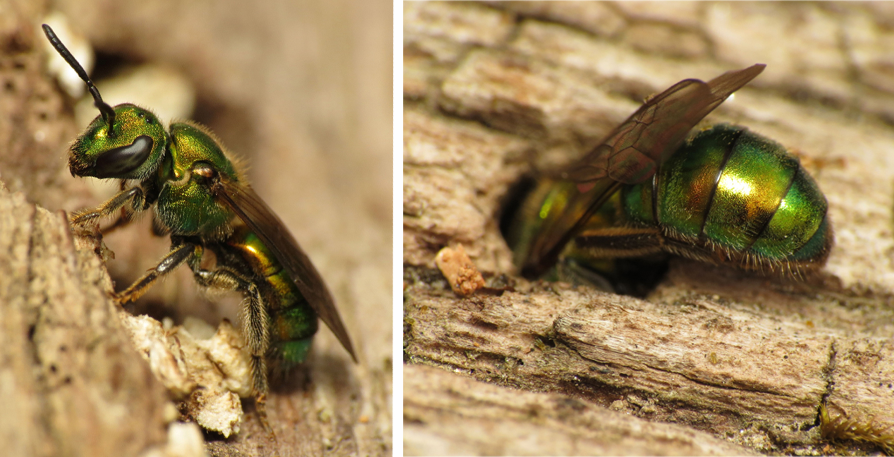 picture of nesting bee