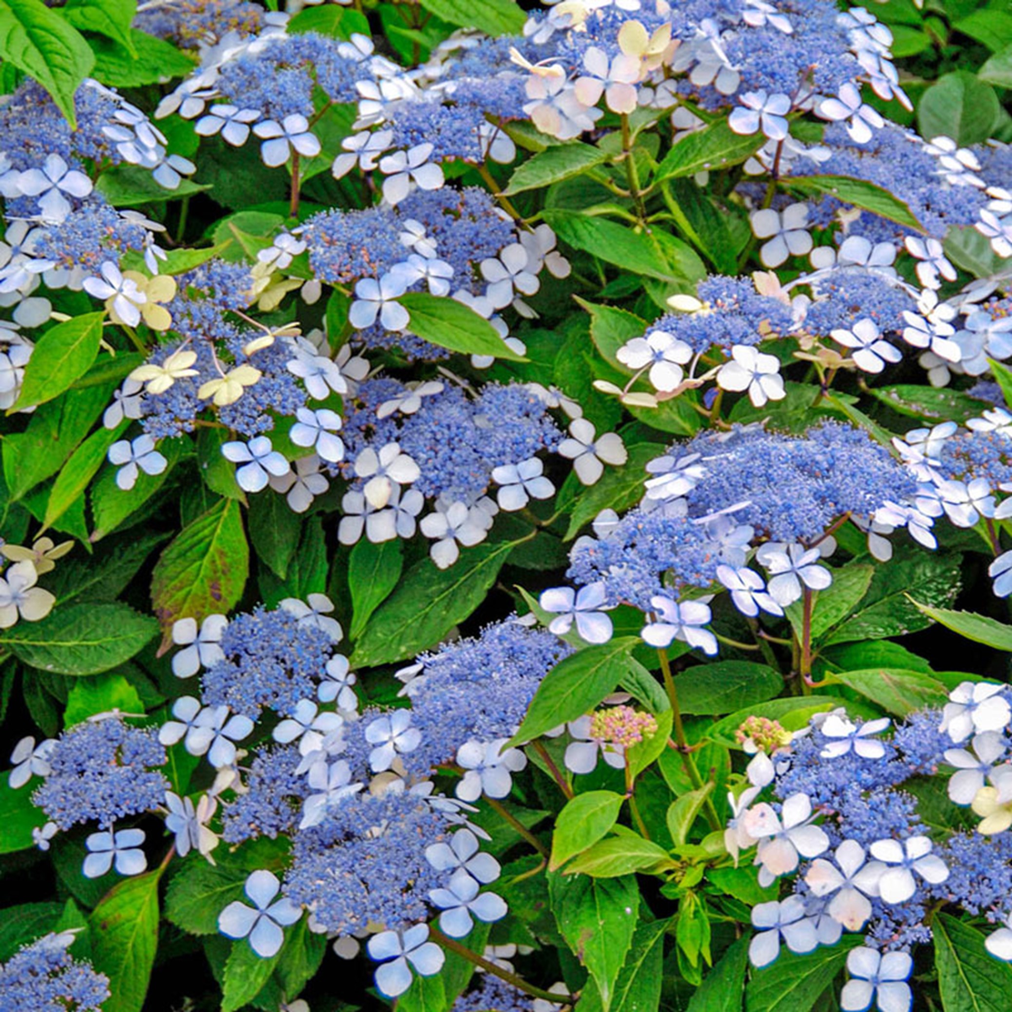 picture of hydrangea