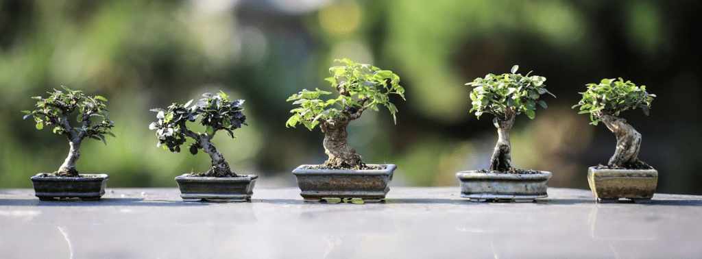 Bonsai Club - Inland Bays Garden Center