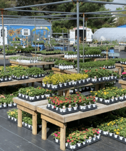 Inland Bays Garden Center – Native Plant Experts in Sussex County, DE