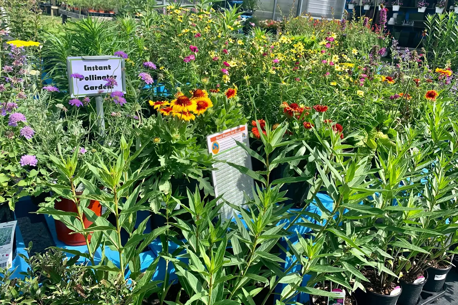 Colorful native pollinator garden at Inland Bays Garden Center
