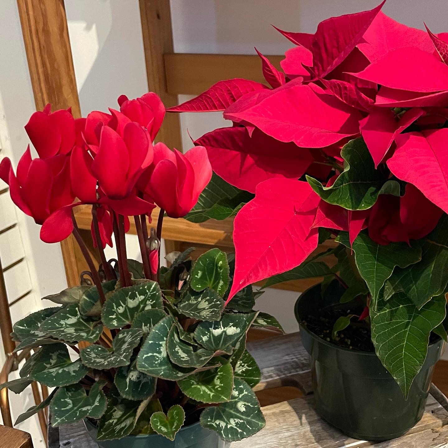 Bright red cyclamen and poinsettias for holiday décor