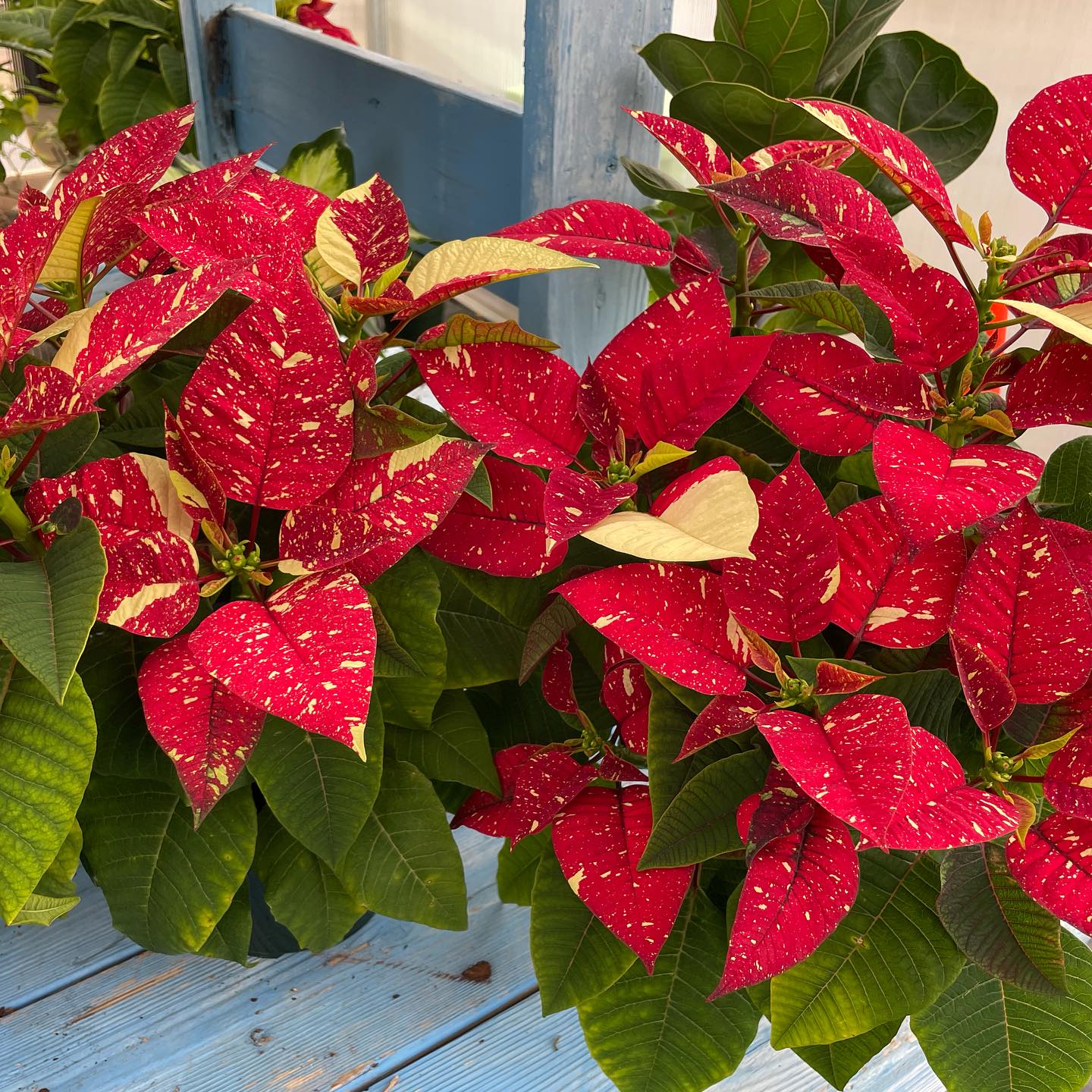 Cyclamen and poinsettias—holiday indoor plants